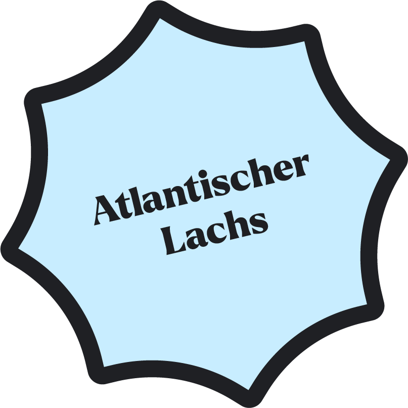 Der Atlantische Lachs