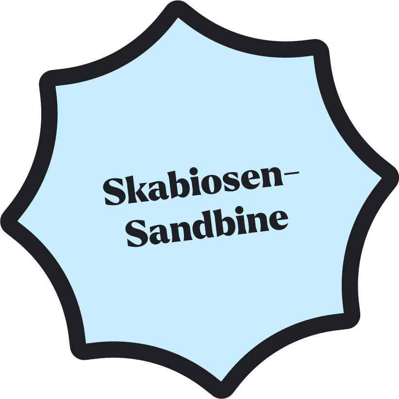 Die Skabiosen-Sandbiene