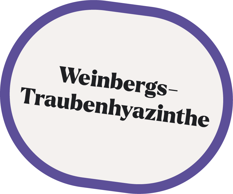 Die Weinbergs-Traubenhyazinthe